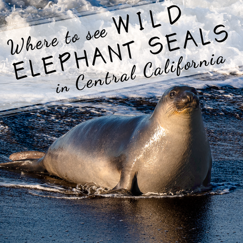 Where To See Wild Elephant Seals In California Travel Blog In The Great Wide