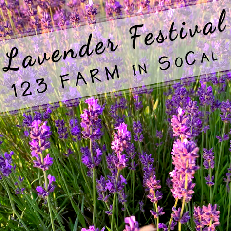 123 Farm Lavender Festival