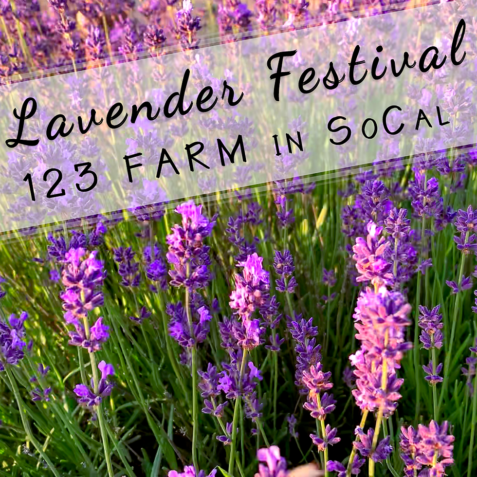 123 Farm Lavender Festival Near LA Travel Blog By Locals Review In The Great Wide