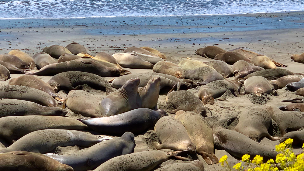 A photo of wild elephant seals in California