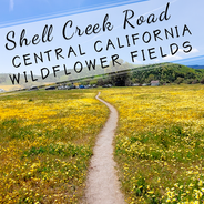 Shell Creek Road Wildflower Field