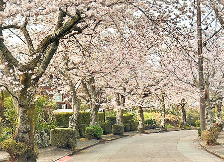 sakurarode_edited.jpg