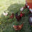 Thumbnail: Chickens