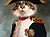 napoléon chat.jpg