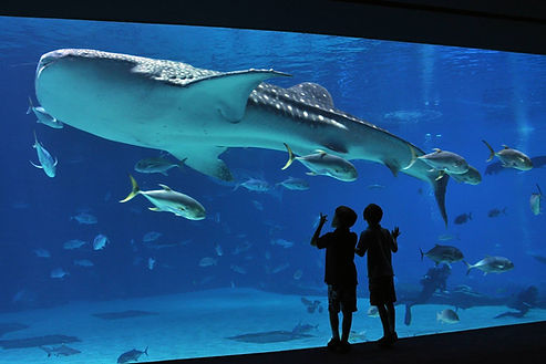 aquarium-.jpg