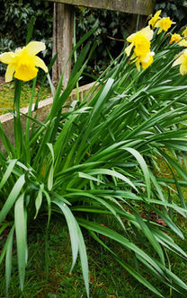 Yellow daffodils in a grassy garden