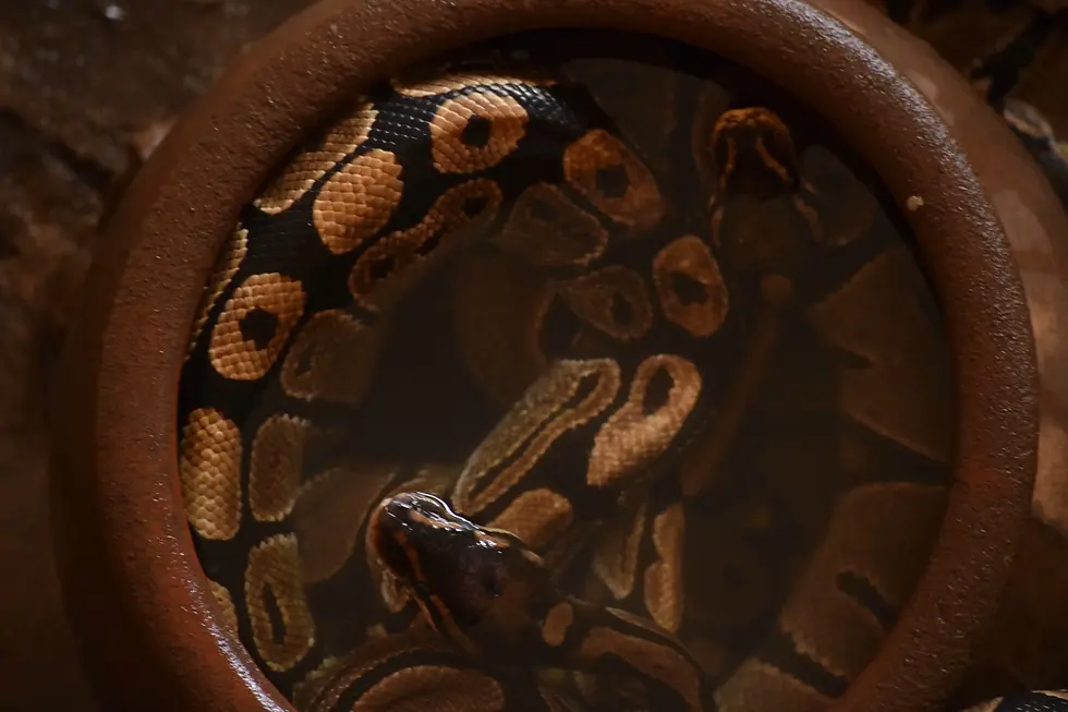 python-temple-ouidah_benin.webp