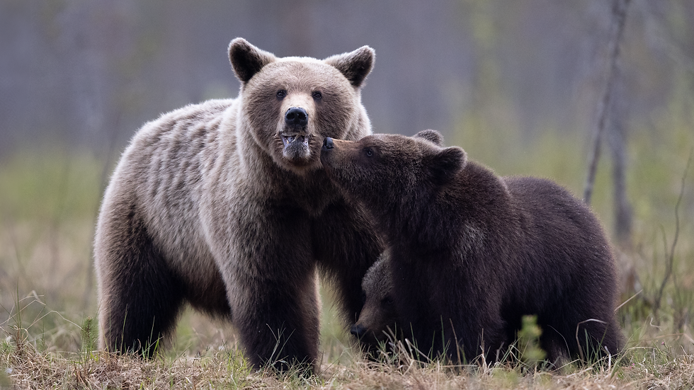 Bear.png