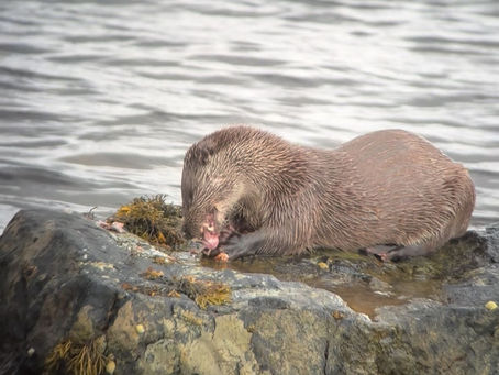 Otters, Eagles & Deer: A Perfect Wilderness Walk on Mull