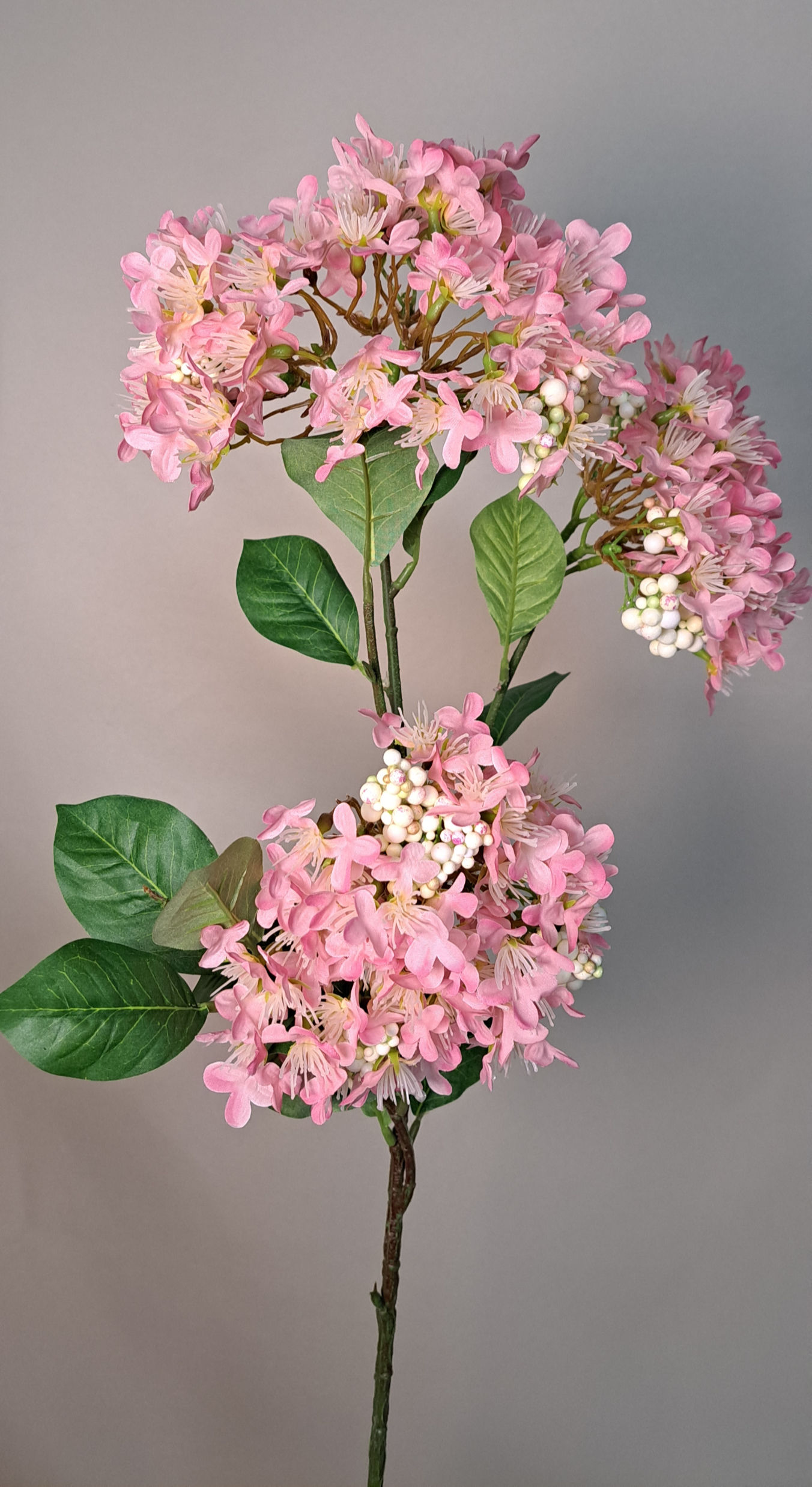 Hydrangea Roze