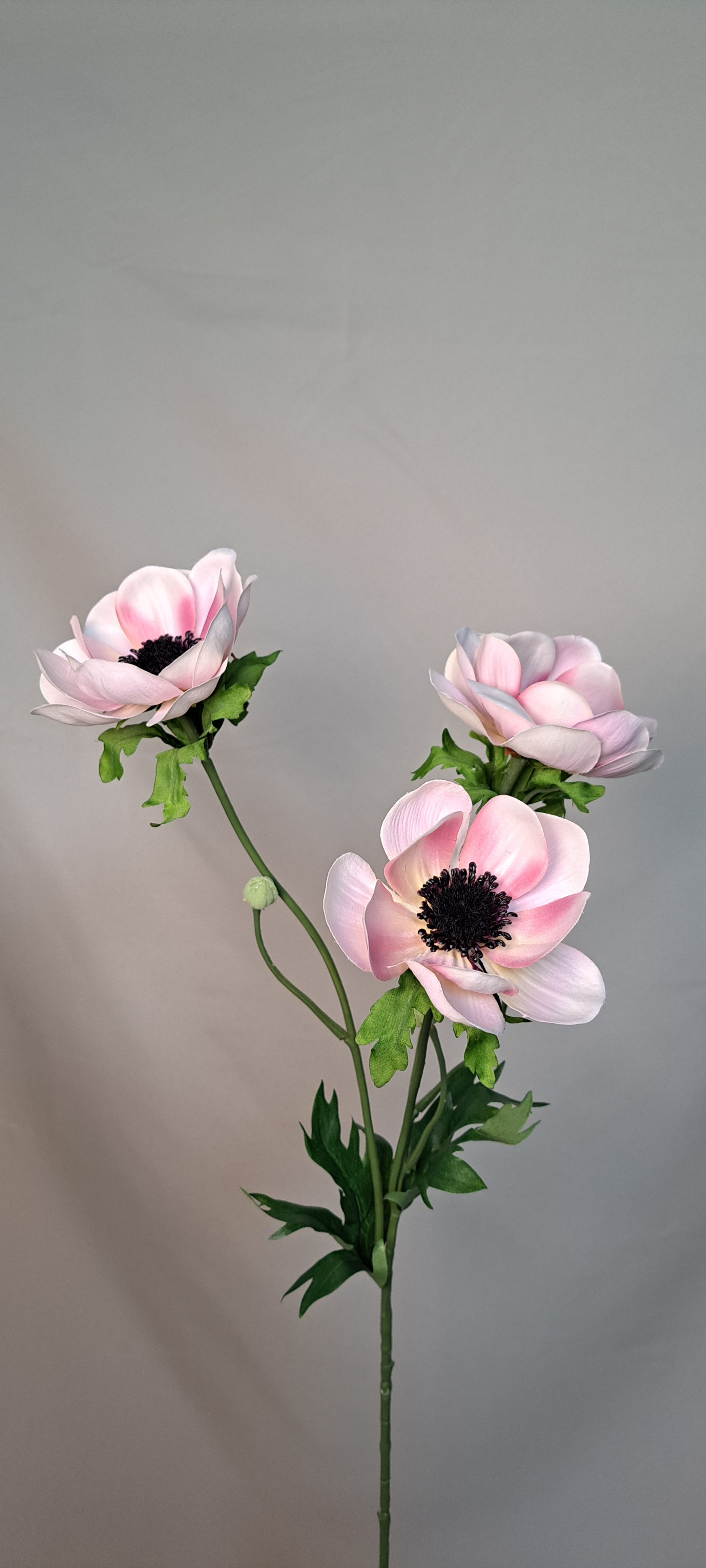 Anemone Licht Roze