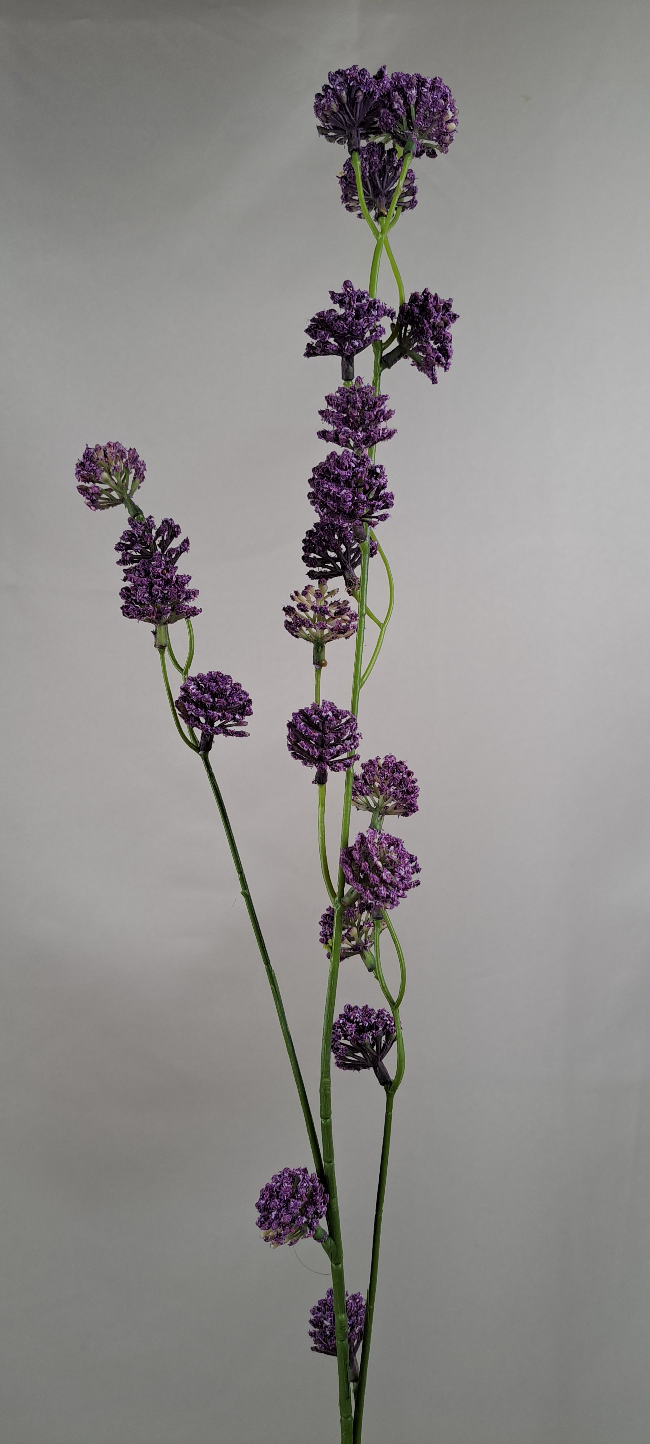Trifolium Paars
