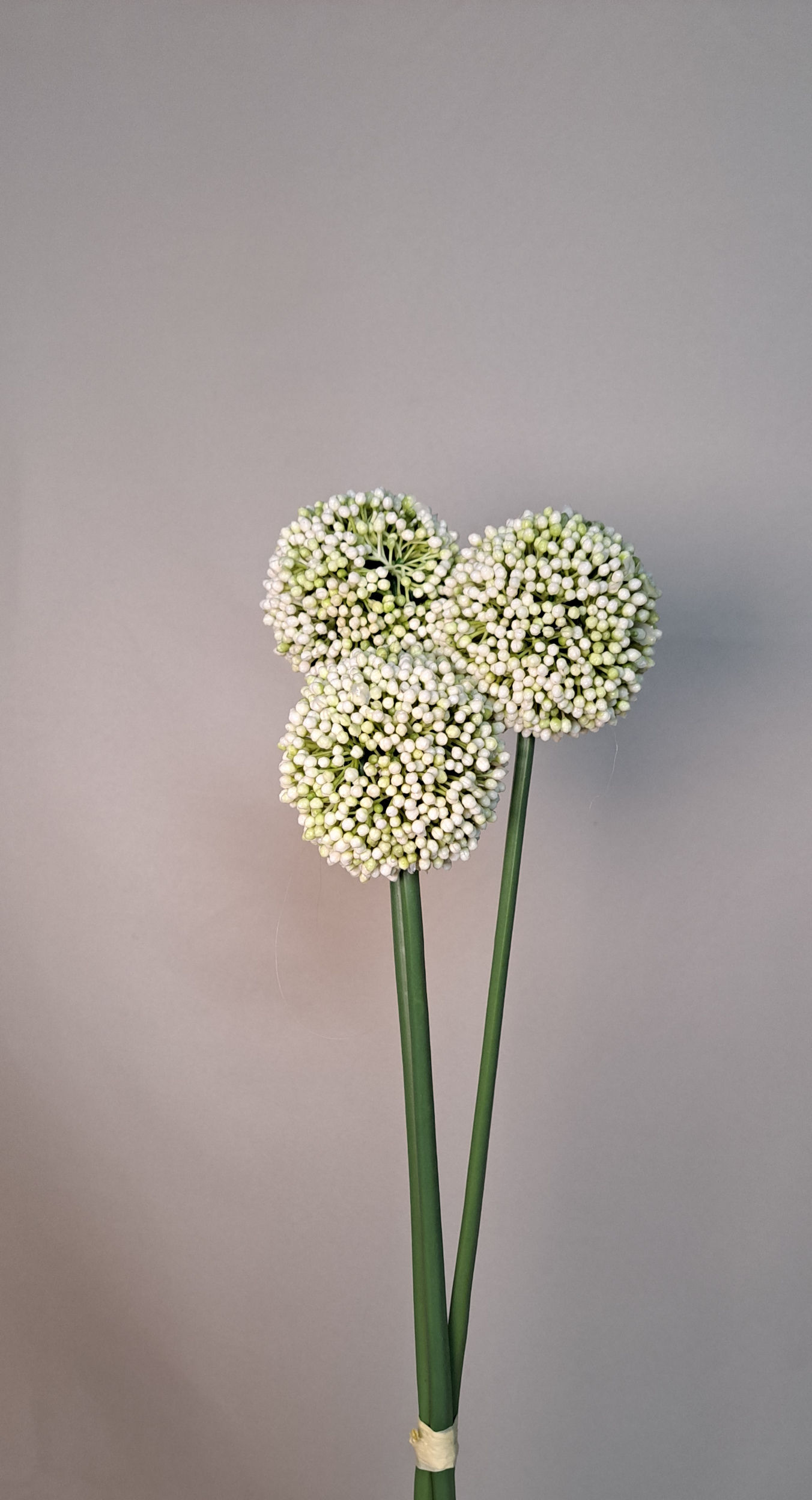 Allium Wit