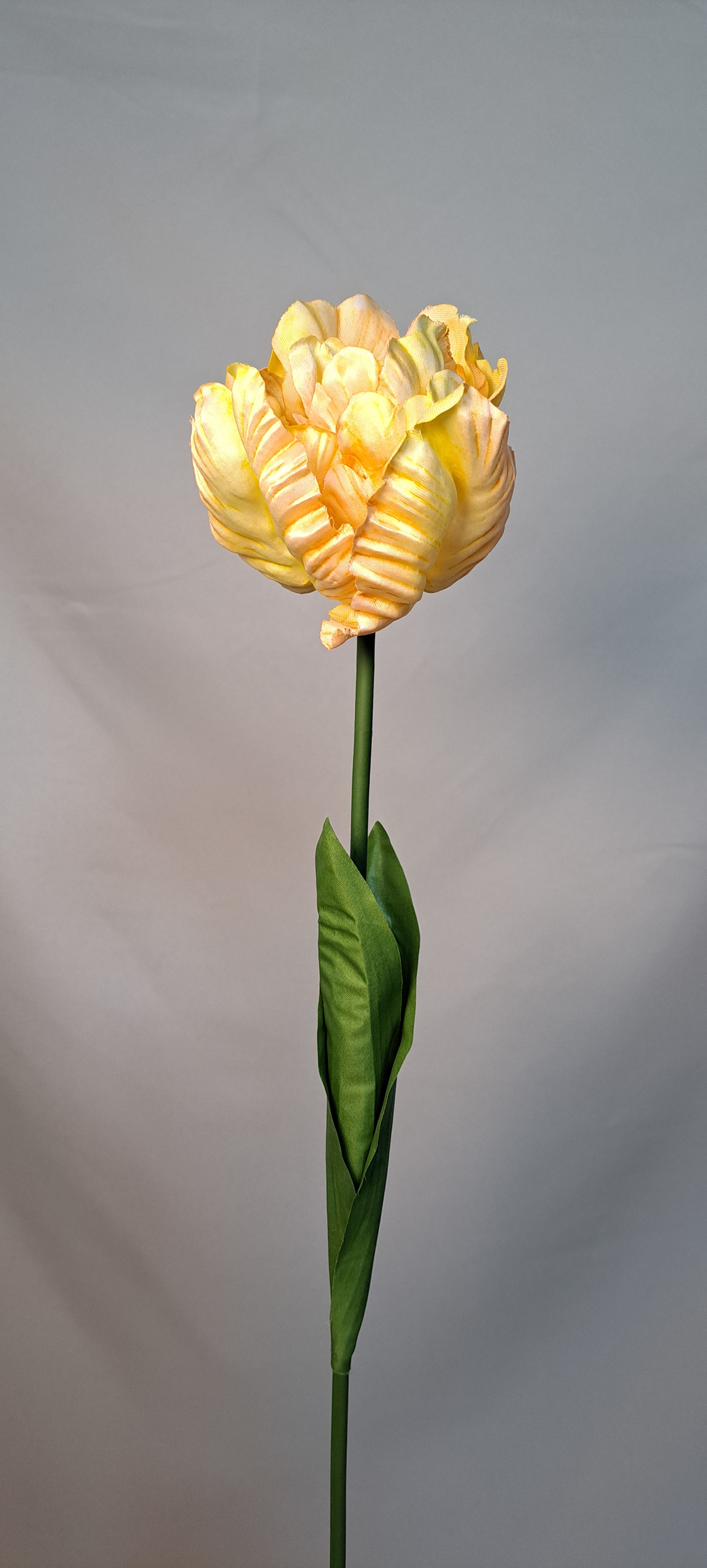 Tulipa Geel