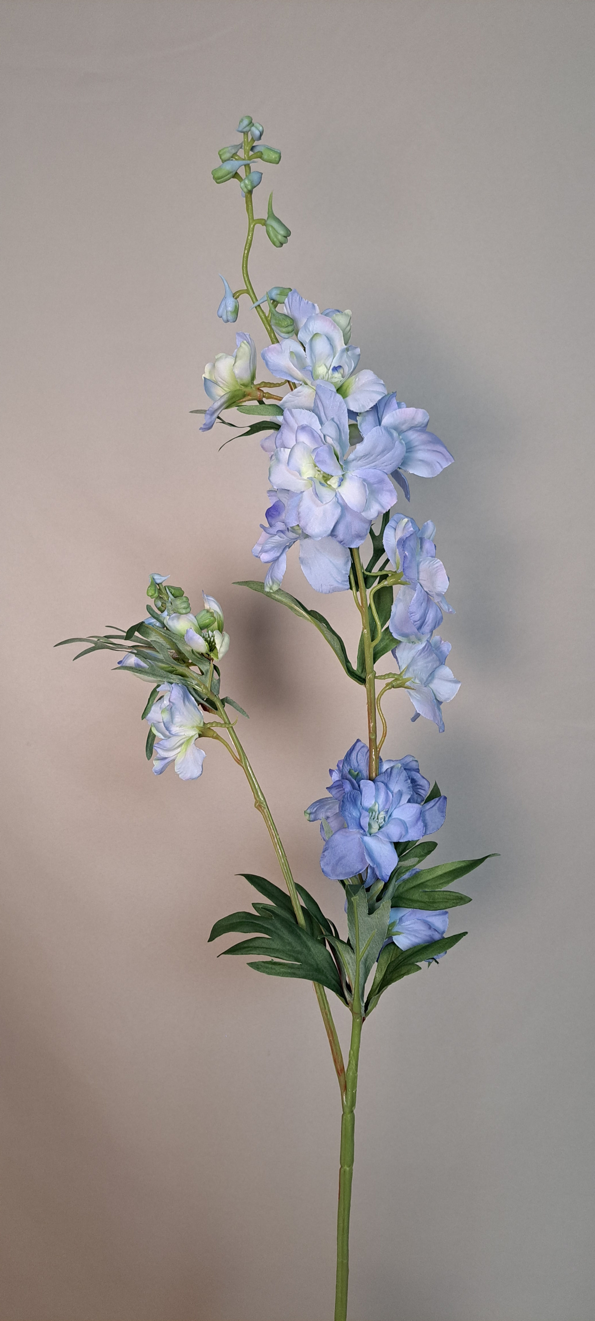 Delphinium Blauw