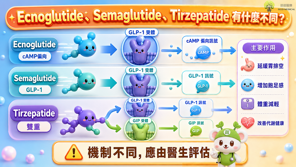Ecnoglutide Semaglutide Tirzepatide 比較圖，說明三種 GLP-1 相關藥物的作用標的、機制特色及主要作用
