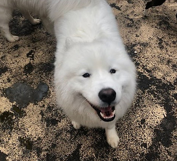 Happy white dog enjoying outdoor pet care.