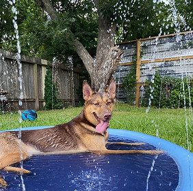 Smiling dog enjoying pet sitting daycare.