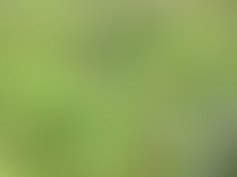 Where Wildflowers Whisper — The Hidden Beauty of Montana Hill Guest Ranch