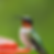 Hummingbirds are all around the Ranch