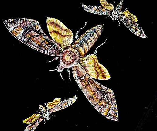 Polilla calavera, esfinge de la muerte o acherontia atropos pintada a mano por Kuzen Saha en una camiseta personalizadaiz