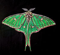Camiseta personalizada Mariposa isabelina pintada a mano por Kuzen Saha