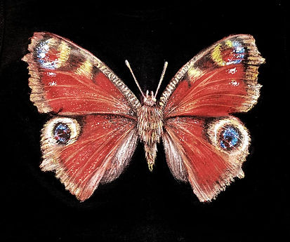 Aglais io pintada a mano por Kuzen Saha en una camiseta. Encargo personalizado con mariposa pintada a mano