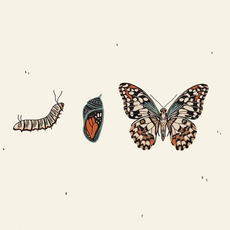 processo de evolução da borboleta