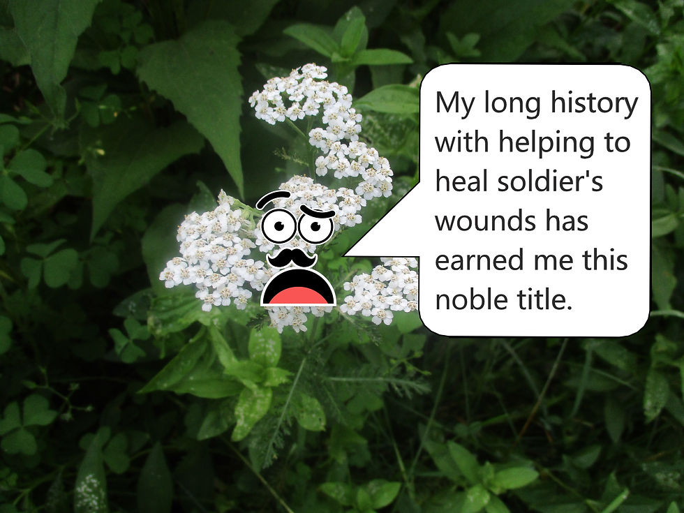 Soldier's Woundwort