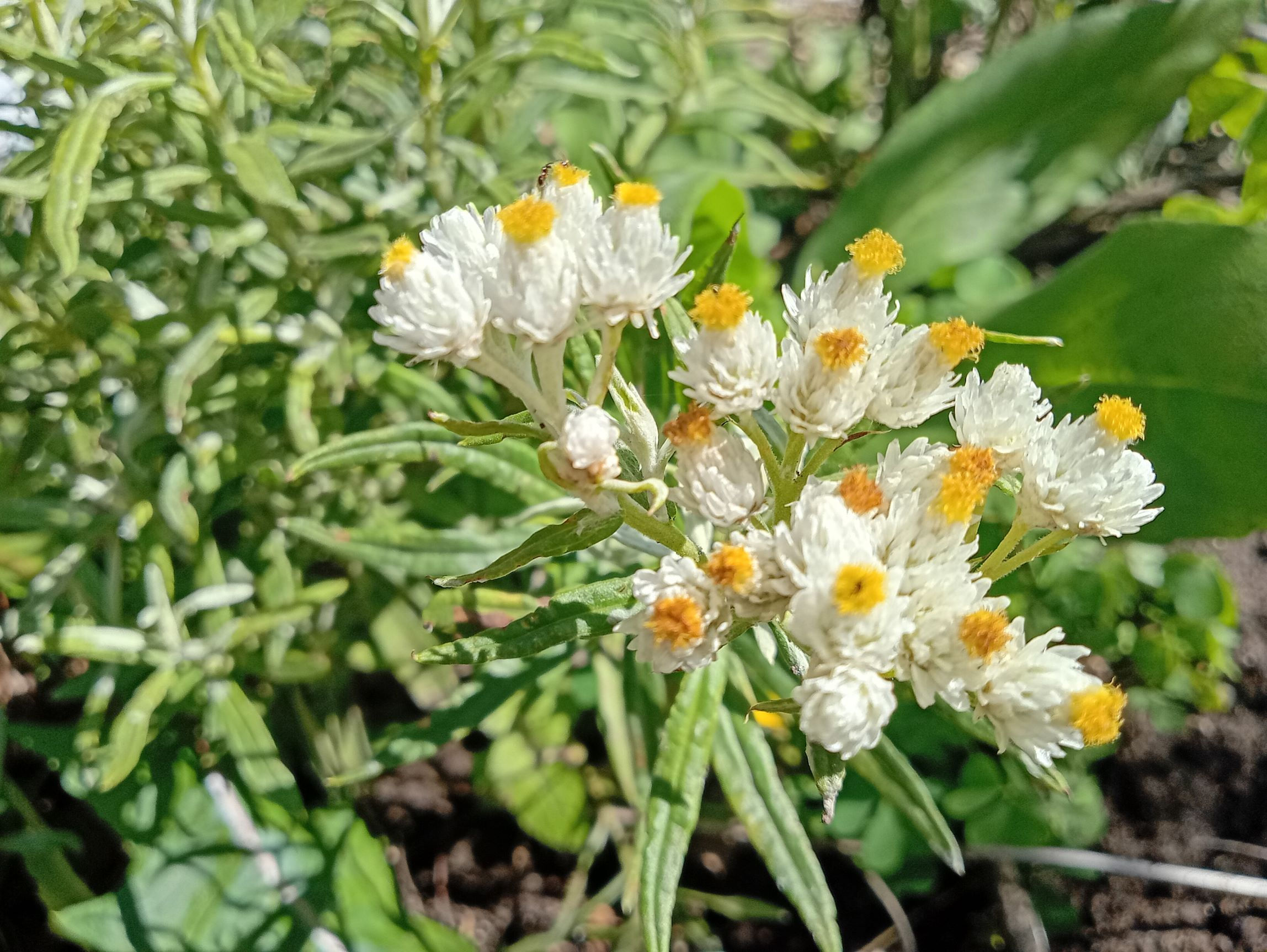 Pearly Everlasting (Anaphalis margaritacea)