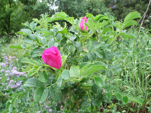 IMG_1459.JPG