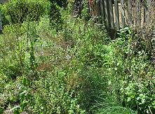 IMG_2157.JPG