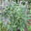 Thumbnail: Anise Hyssop (Agastache foeniculum)