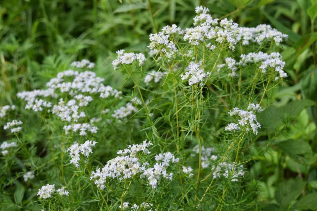 Slender Mountain Mint (Pycnanthemum tenuifolium)