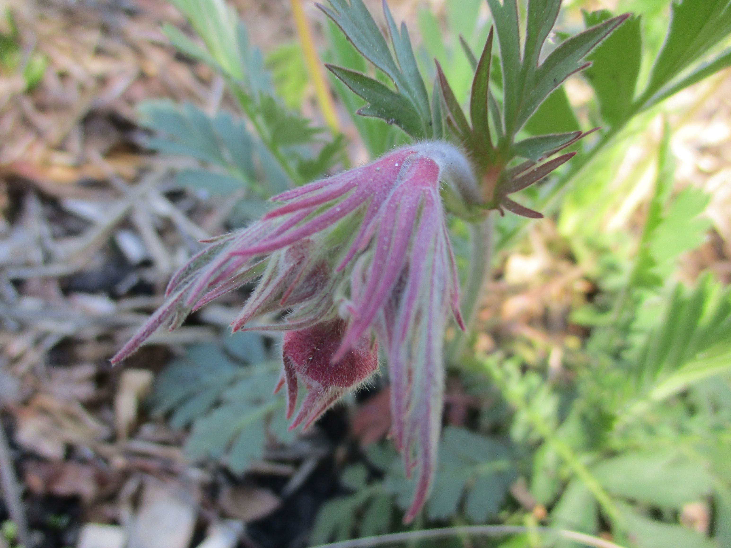 Prairie Smoke (Geum triflorum)