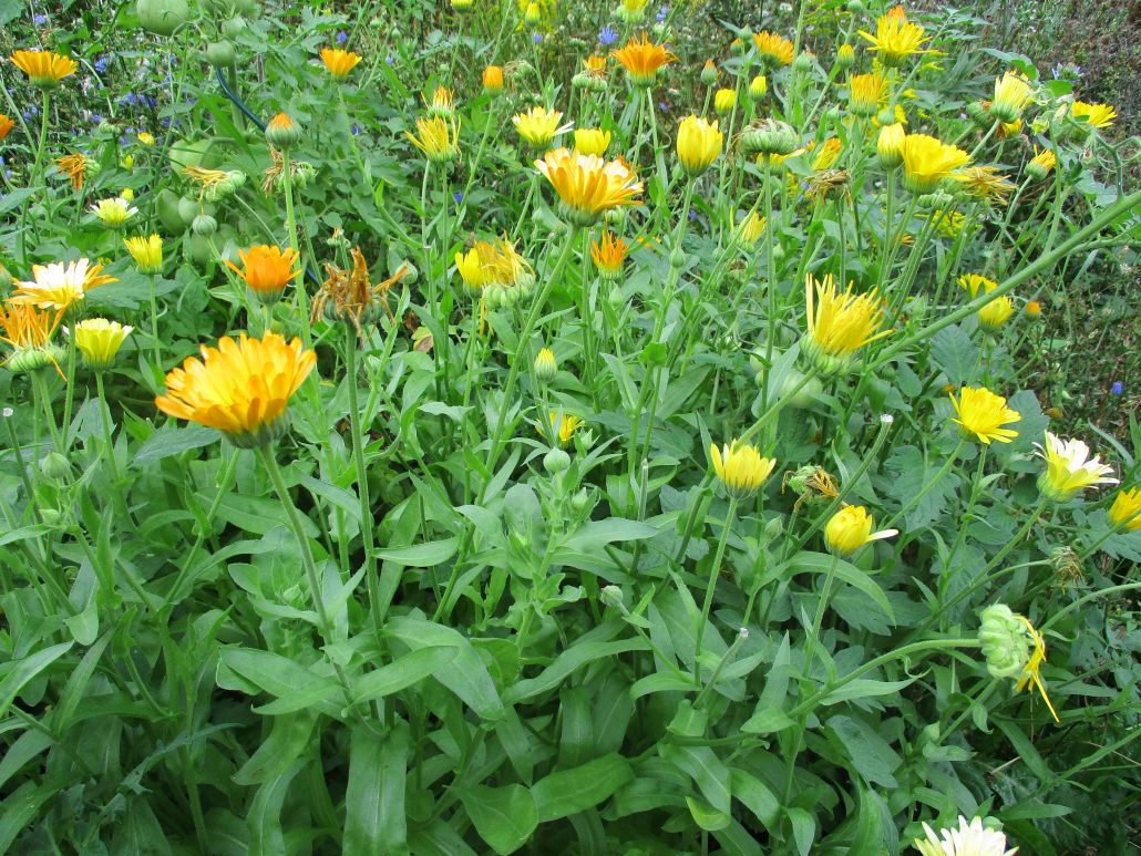 Calendula (Calendula officinalis)