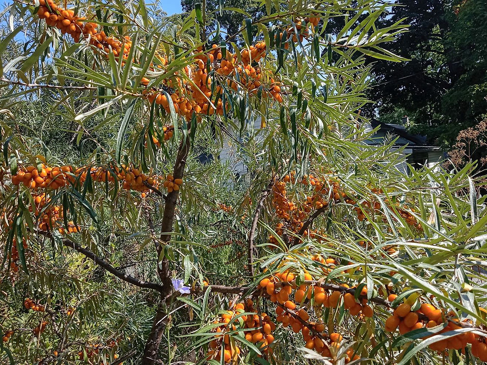 Thumbnail: Seaberry- Female (Hippophae rhamnoides)