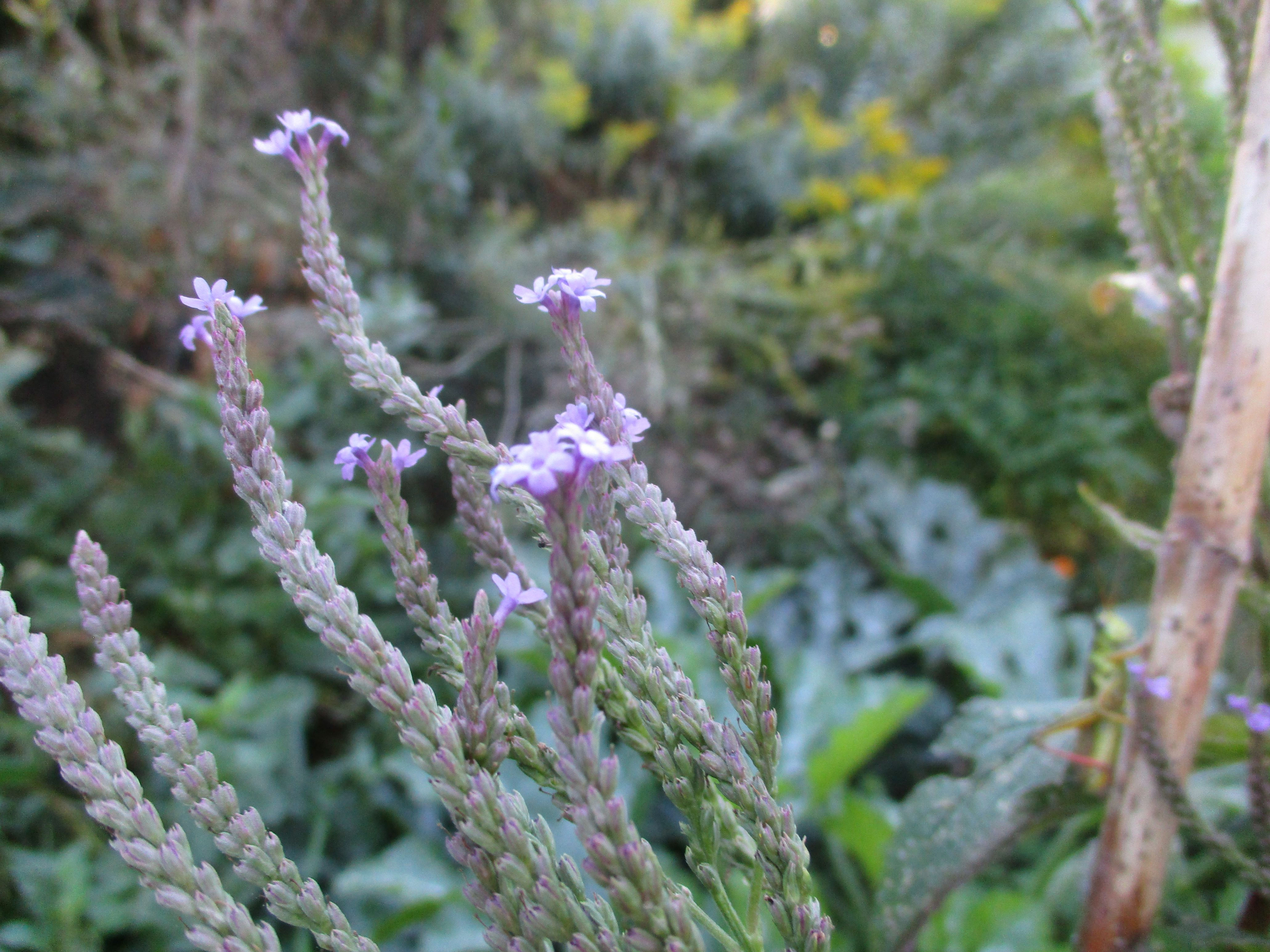 Blue Vervain (Verbena hastata)