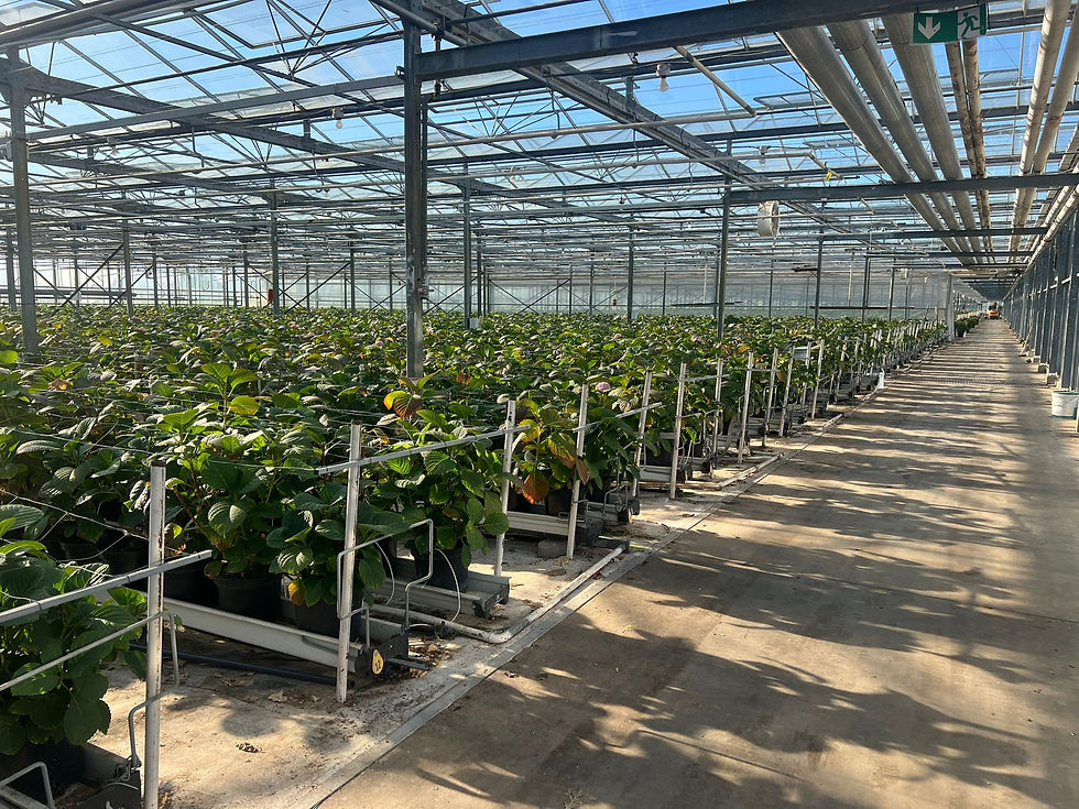 De glastuinbouw heeft 1 jaar uitstel gekregen op de ETS2.