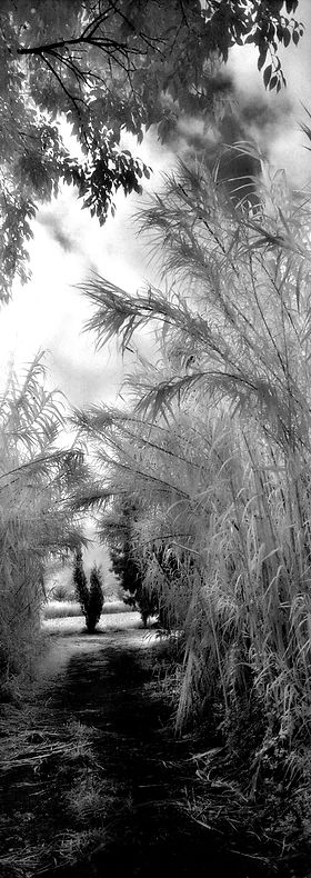 67_Paysage_AmeÌlie_171_26_24x57_KodakIR