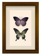 The British Oak | Reward Card