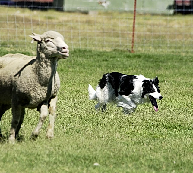 sheepdog association