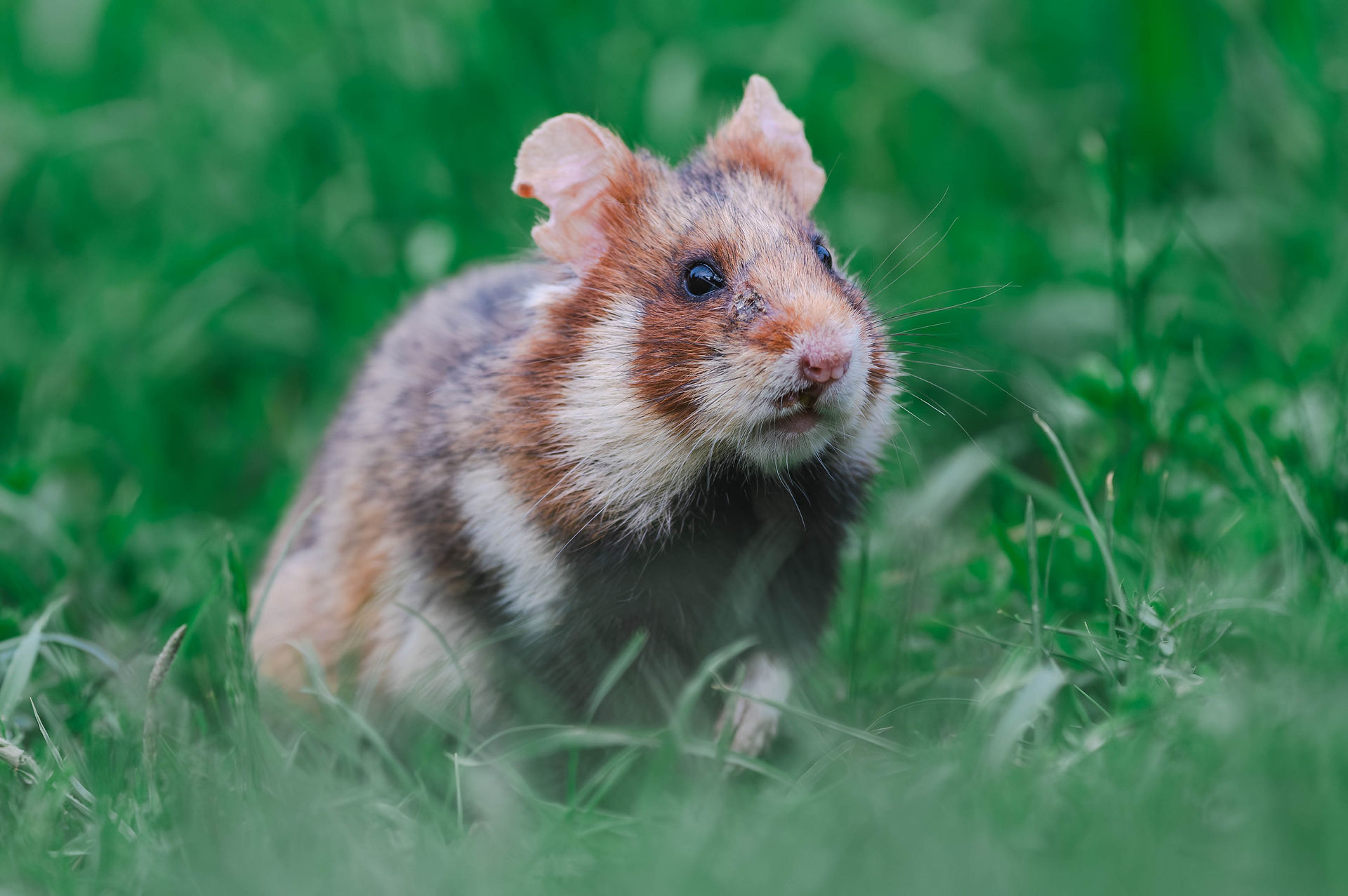 Hamster auf einem Wiener Friedhof.