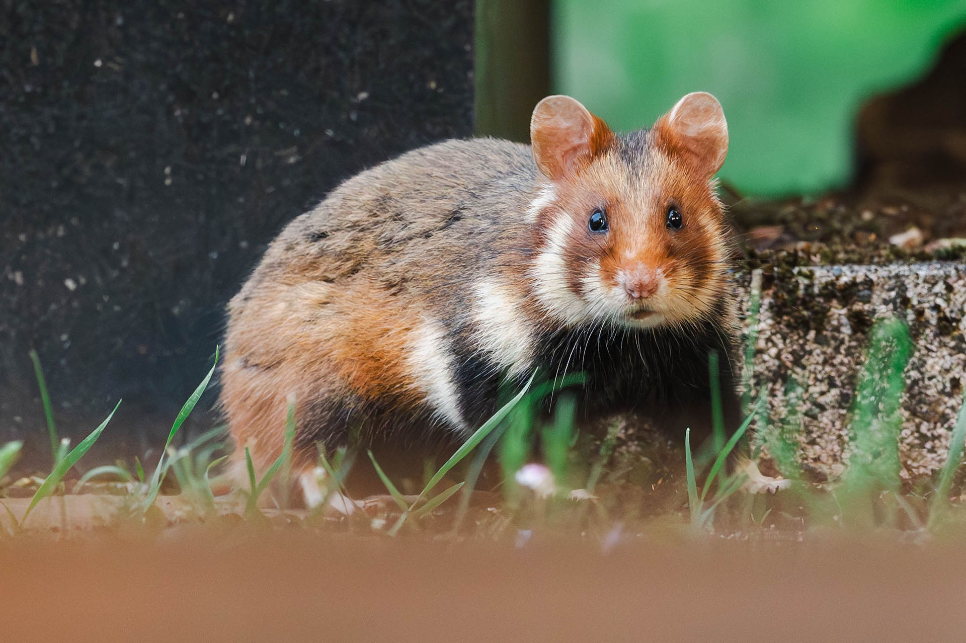 Hamster auf einem Wiener Friedhof.