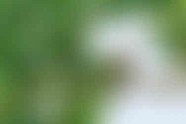 Rotbauch-Hornvogel