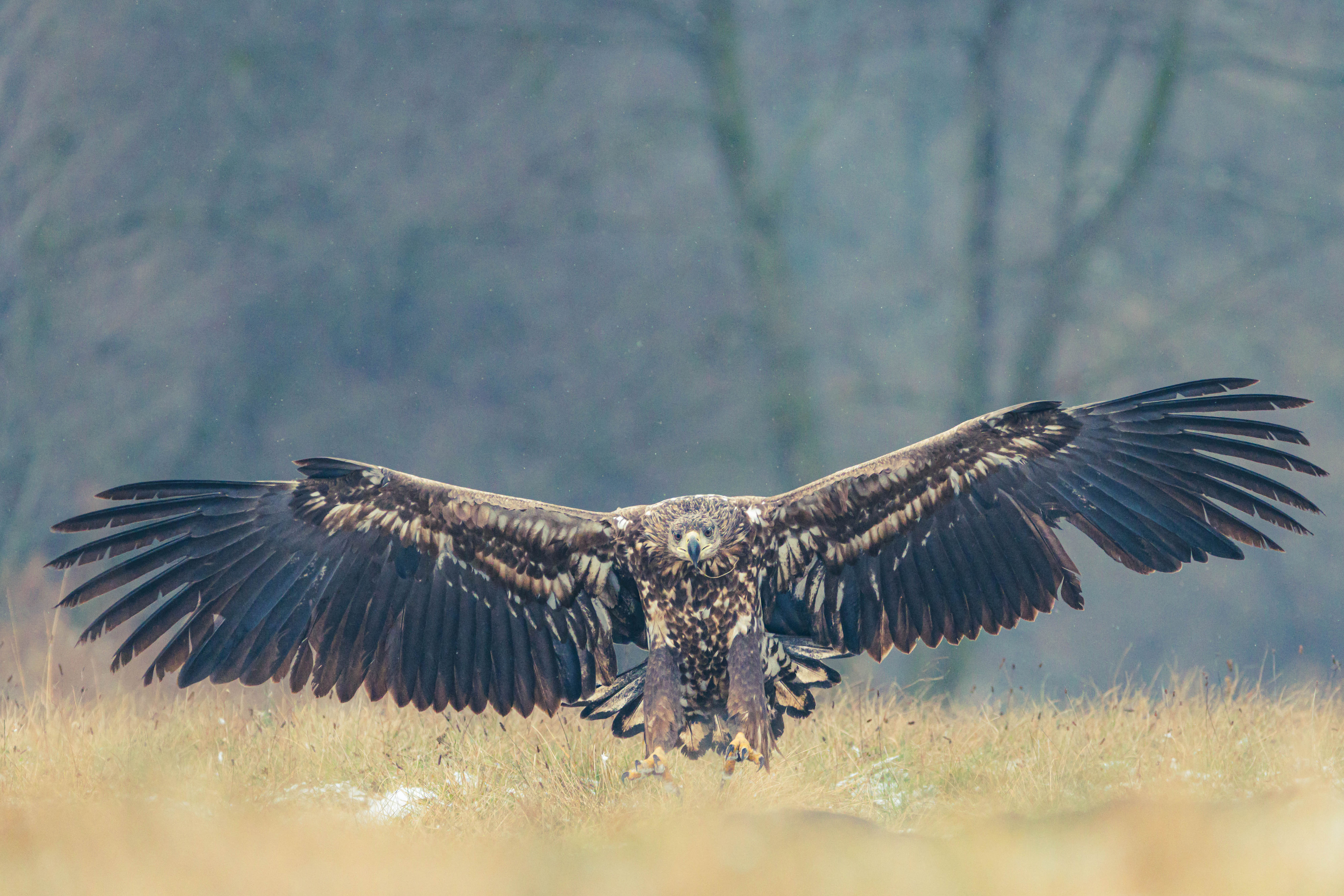 Seeadler - Landeanflug