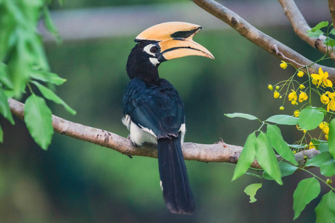 Orienthornvogel