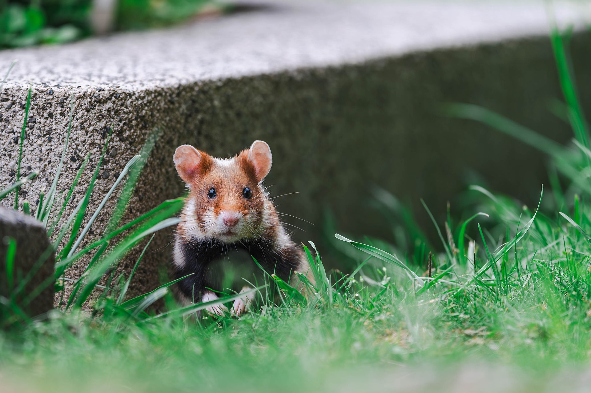 Hamster auf einem Wiener Friedhof.