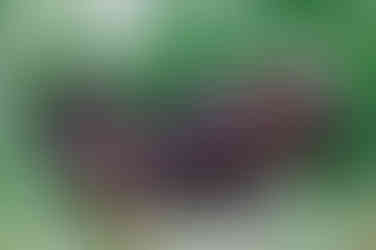 Anders als beim Biber befindet sich bei der Nutria der gesamte Körper sichtlich oberhalb des Wasser.