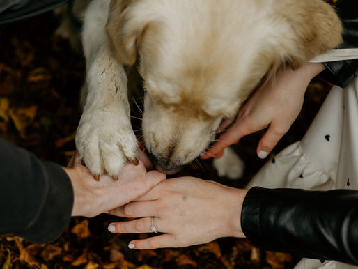 A dog paw on his parents hands engagement photoshoot